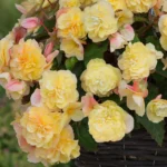 annuelle begonia hybrid fragrant falls lemon fleurs l f0aee73f f294 4b6e 8b45 2afabc1abd4a