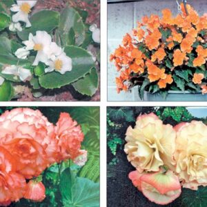 hydrongea macrophylla Хортензия макрофила