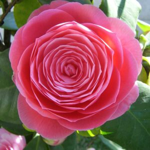 Камелия camellia japonica
