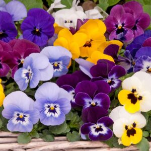viola miniature Малка Теменуга