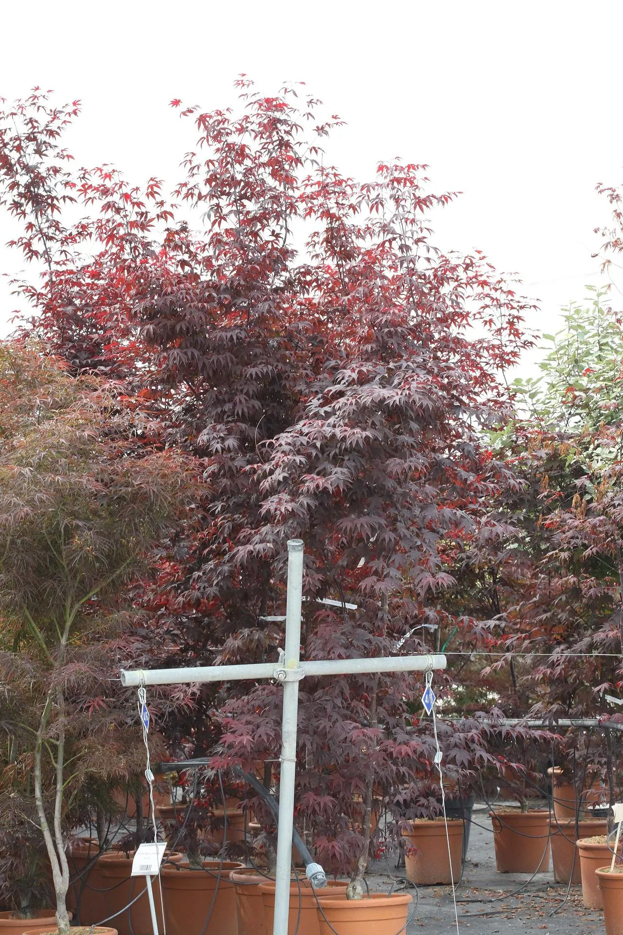 acer palm. bloodgood Ацер палматум Японски клен Блудгуд acer palm. bloodgood Ацер палматум Японски клен Блудгуд