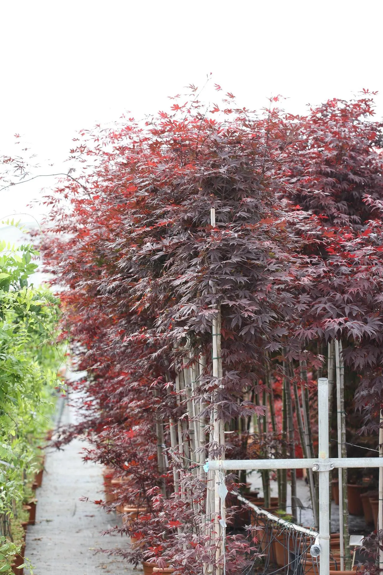 acer palm. bloodgood Ацер палматум Японски клен Блудгуд acer palm. bloodgood Ацер палматум Японски клен Блудгуд