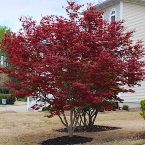 acer palm. bloodgood Ацер палматум Японски клен Блудгуд