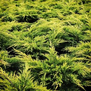 Юниперус Старо злато juniperus old gold
