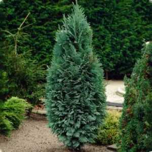 Лъжекипарис “Колумнарис” chamaecyparis laws. “columnaris”