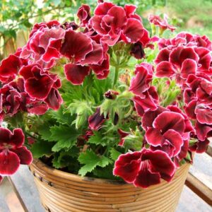 pelargonium Мушкато