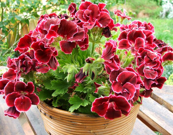 pelargonium Мушкато pelargonium Мушкато