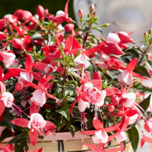 fuchsia bella fuchsia lydia Фуксия lydia