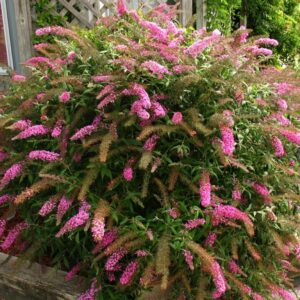 Будлея buddleia pink delight