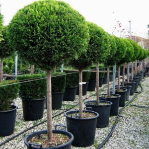 Лейландски Кипарис Топка cupressus leylandii ball
