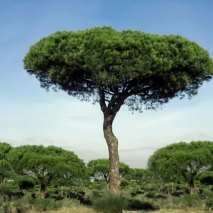 Пиния pinus pinea