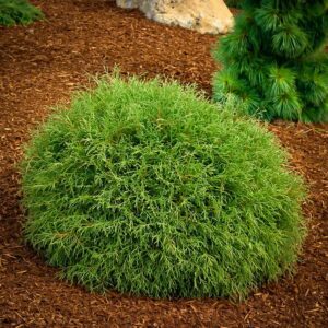Туя Боулинг Бол thuja bowling bowl
