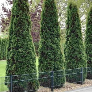 Западна Туя thuja occidentalis “fastigiata